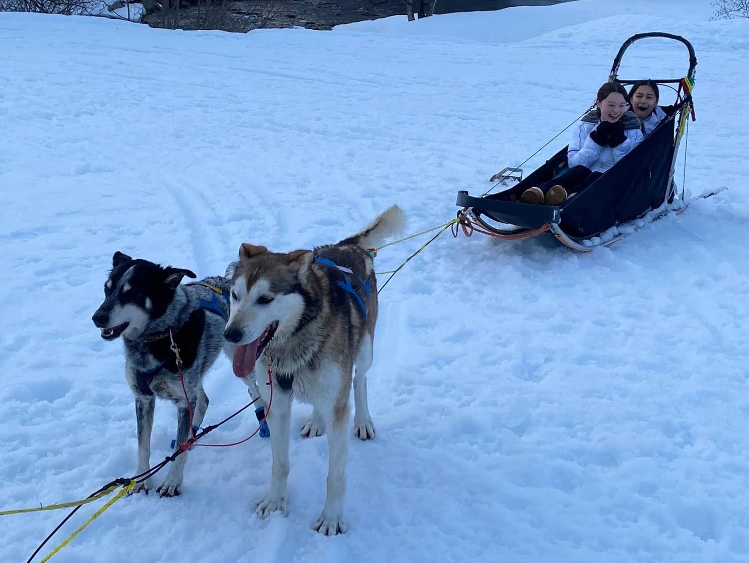 Two people sit in a dog sled, smiling, as two huskies pull them across a snowy landscape.